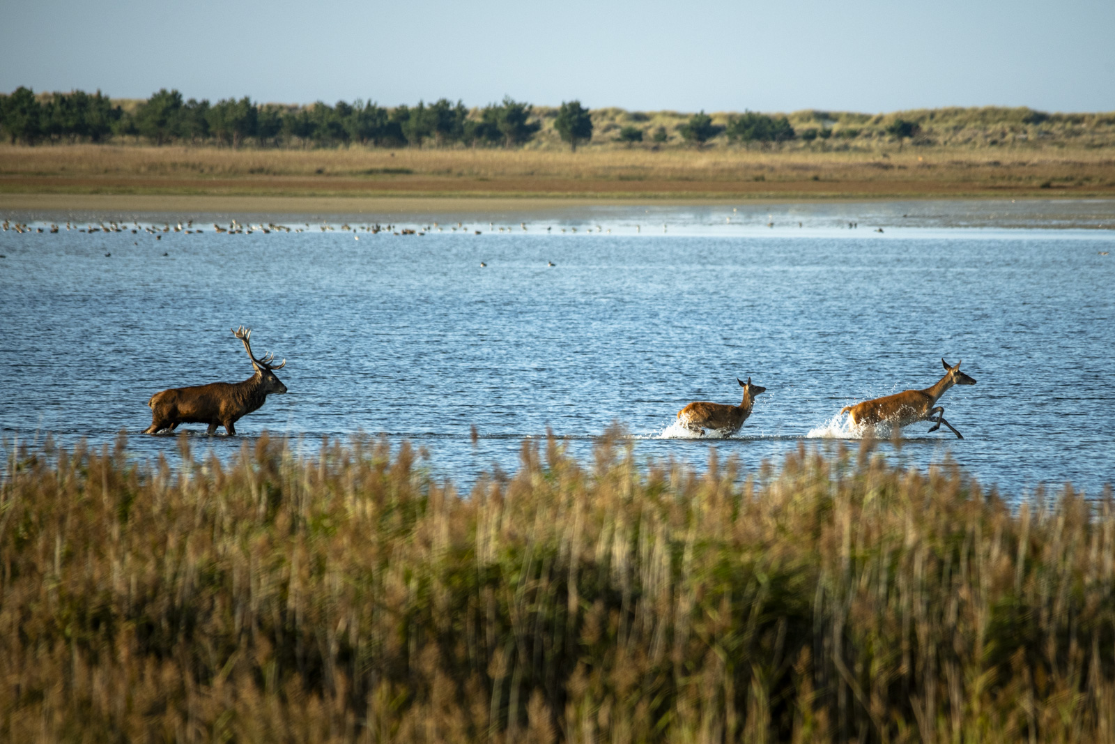 Zingst 230928 D85 0583