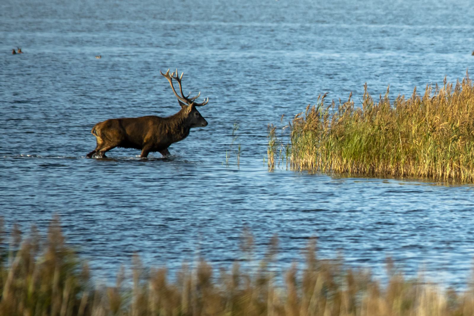 Zingst 230928 D85 0621